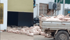 广东罗定一肉联食物公司堆放大量死猪本地称7人